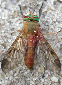 Tabanus nigrovittatus